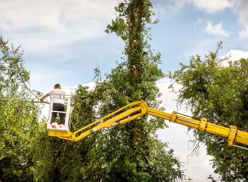 Tree Removal Services near Glen Burnie Maryland