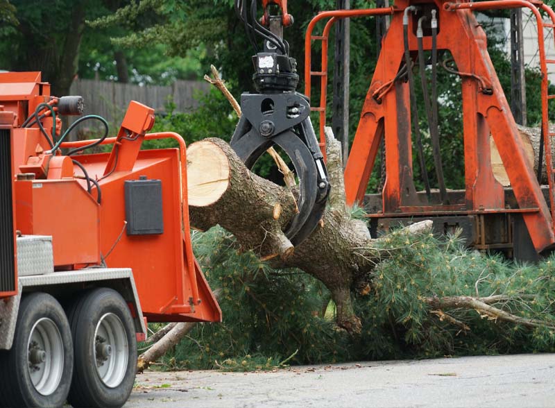 Tree Trimming Services in Annapolis Maryland