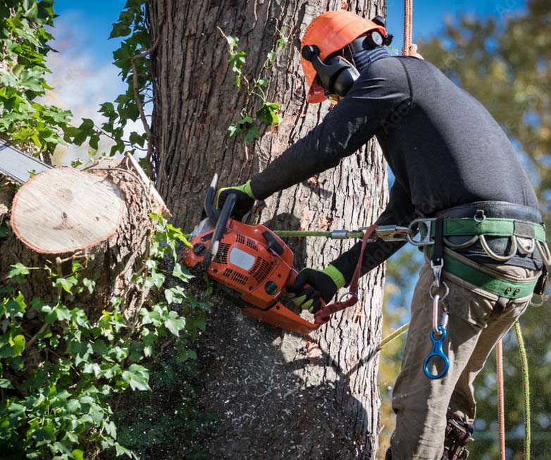 Washington DC Tree Removal Services in the DMV